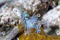  Nice little shrimp end night dive  